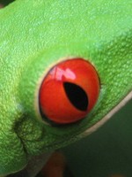 Frogger B