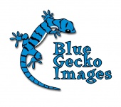 Blue Gecko Images