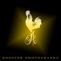 ROOSTER PHOTOGRAPHY