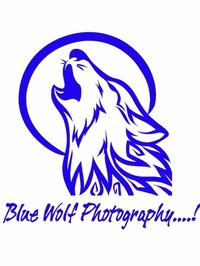 Blue wolf photo