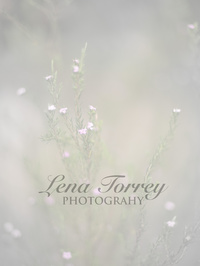 Lena Photography