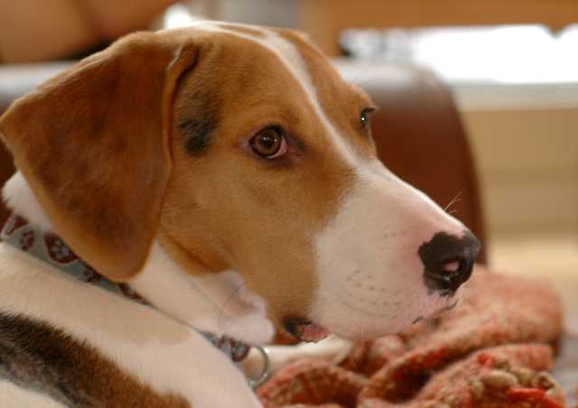 Male model photo shoot of The Drunken Beagle