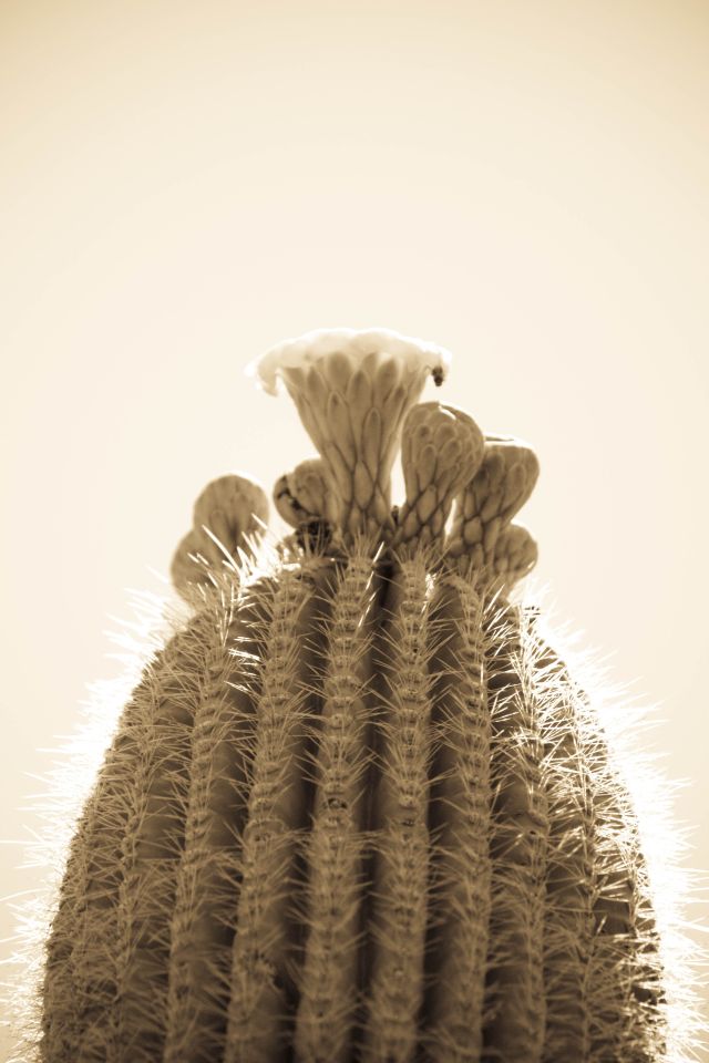 Male model photo shoot of Joshua Gottesman in Saguaro National Park, Tucson, AZ