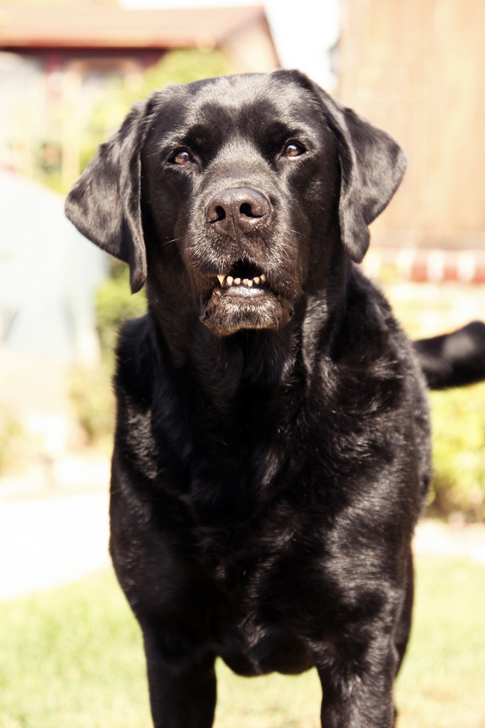 Male model photo shoot of Black Dog