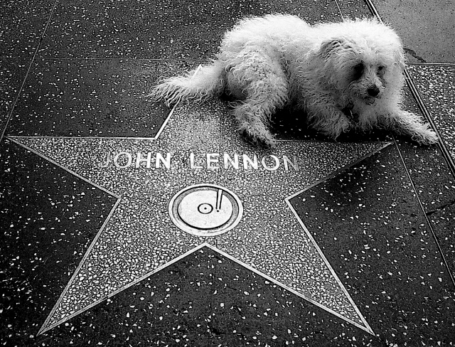 Male model photo shoot of afsjstudio in My dog (and muse) Addison on Hollywood Walk of Fame near the Capital Records Bulding