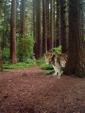 Male model photo shoot of TACreative in Surrey's Redwood Park - Photoshop Composite