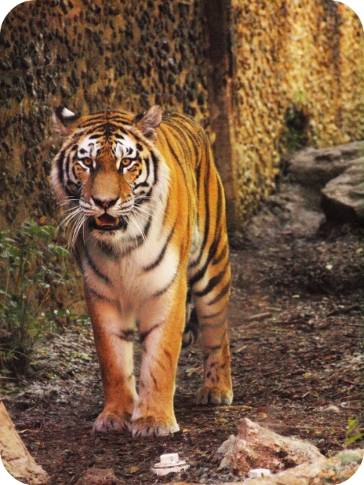 Female model photo shoot of Carialle in Denver Zoo