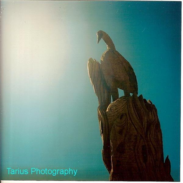 Male model photo shoot of Tarius Photography  in Albuquerque,New Mexico