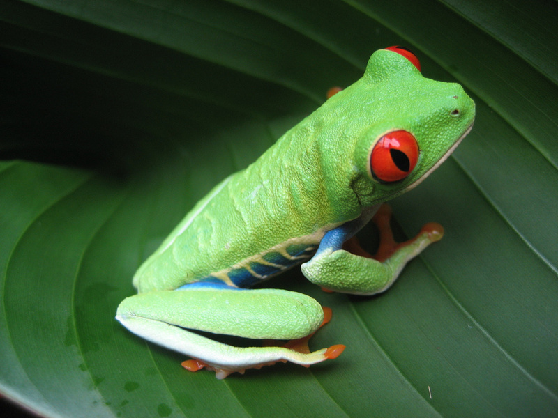 Male model photo shoot of Frogger B