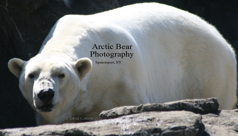 Male model photo shoot of Arctic Bear Photography