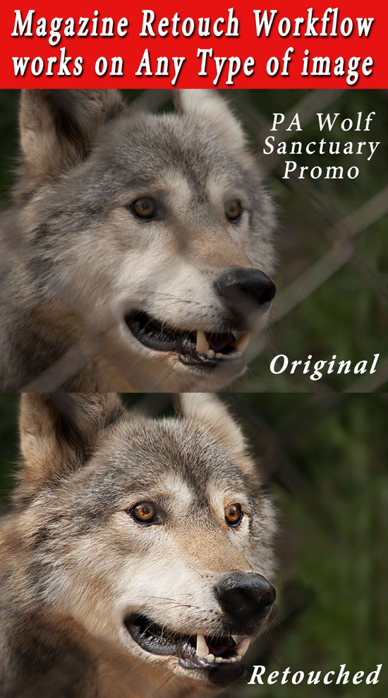 Male model photo shoot of TMA Photo and Training in PA Wolf Sanctuary