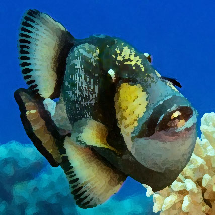 Male model photo shoot of triggerfish