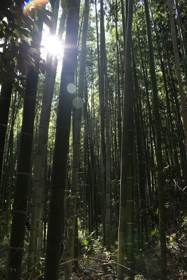 Male model photo shoot of Bellpics in Bamboo Forest Arashyama, Kyoto, Japan