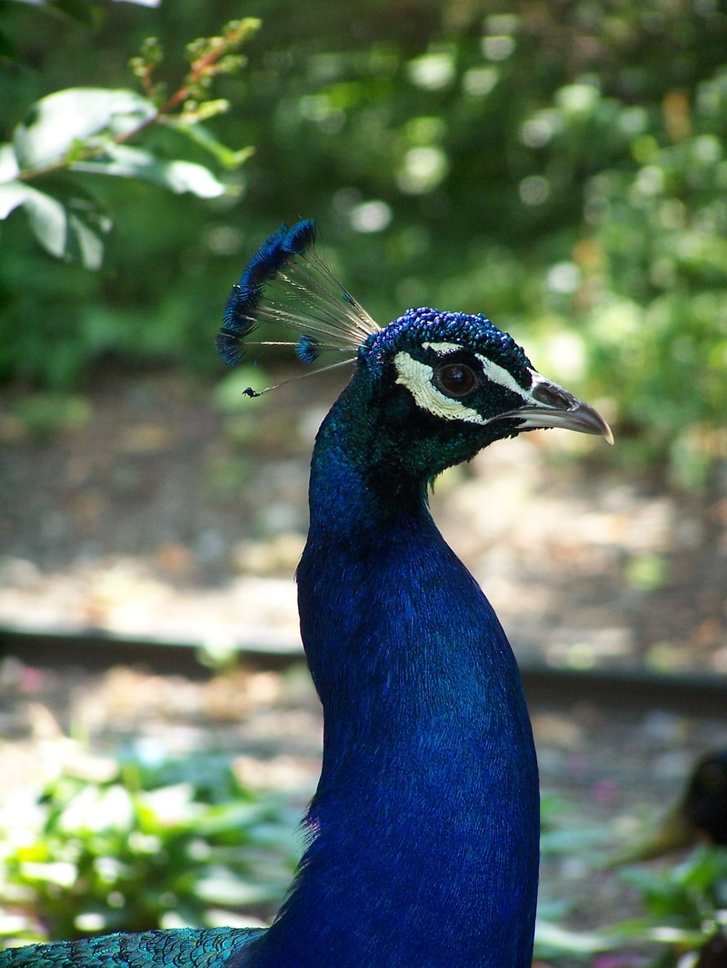 Male model photo shoot of Buzz Ward in Cincinnati Zoo