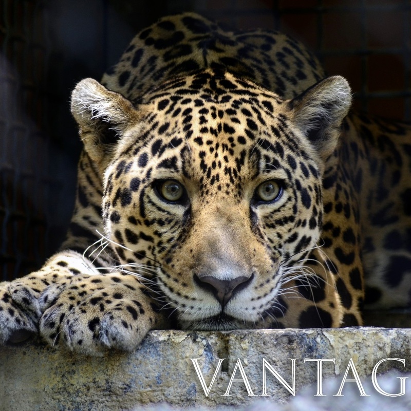 Male model photo shoot of Vantage Point Images in Fort worth zoo