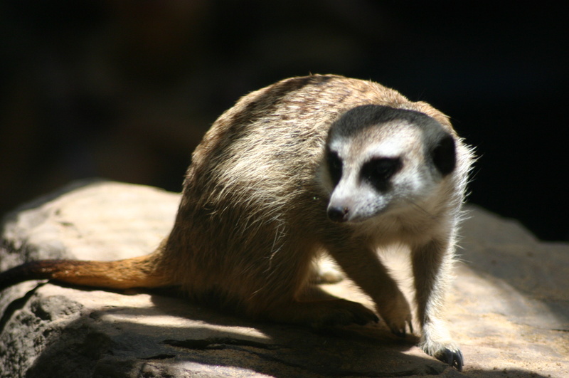 Male model photo shoot of Zippystarz in National Zoo, Washington D.C.