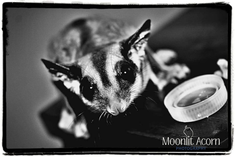 Male model photo shoot of Moonlit Acorn Photo
